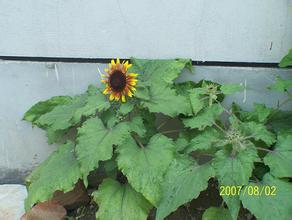 ��ţ�Ƽ��ַ���ѧ��Ƶ������������ڹ�ͣ�ʲô�������ˣ�...